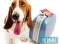 带宠物游玩攻略，带宠物游玩攻略大全