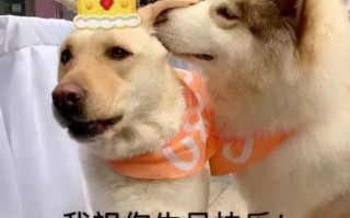 同学生日沙雕文案搞笑，同学生日沙雕文案搞笑幽默